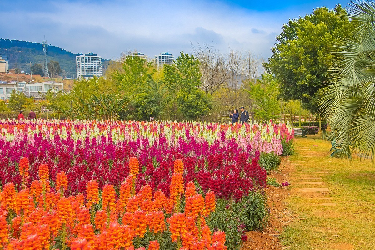 2025-06-01云南玉溪月亮湾公园花海（二）
