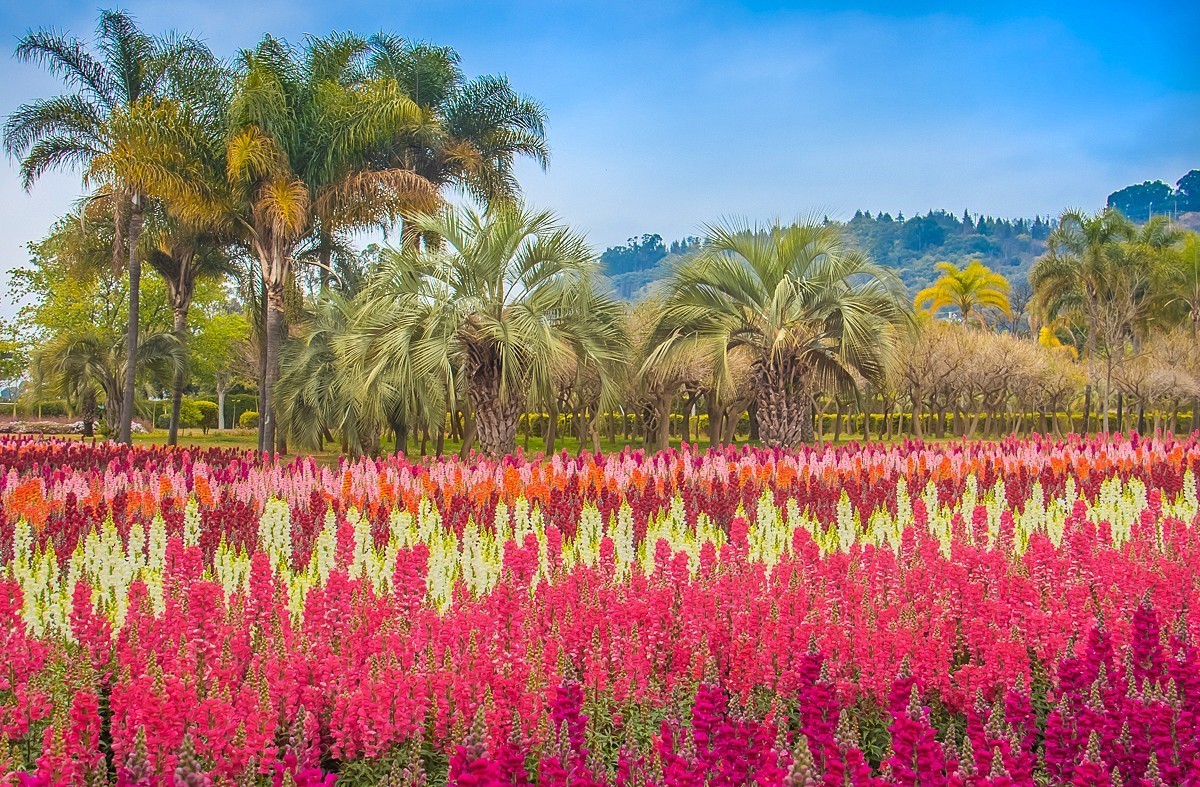 2025-06-01云南玉溪月亮湾公园花海（二）