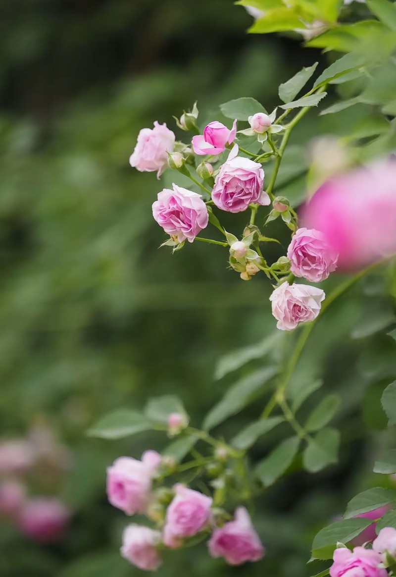 蔷微花