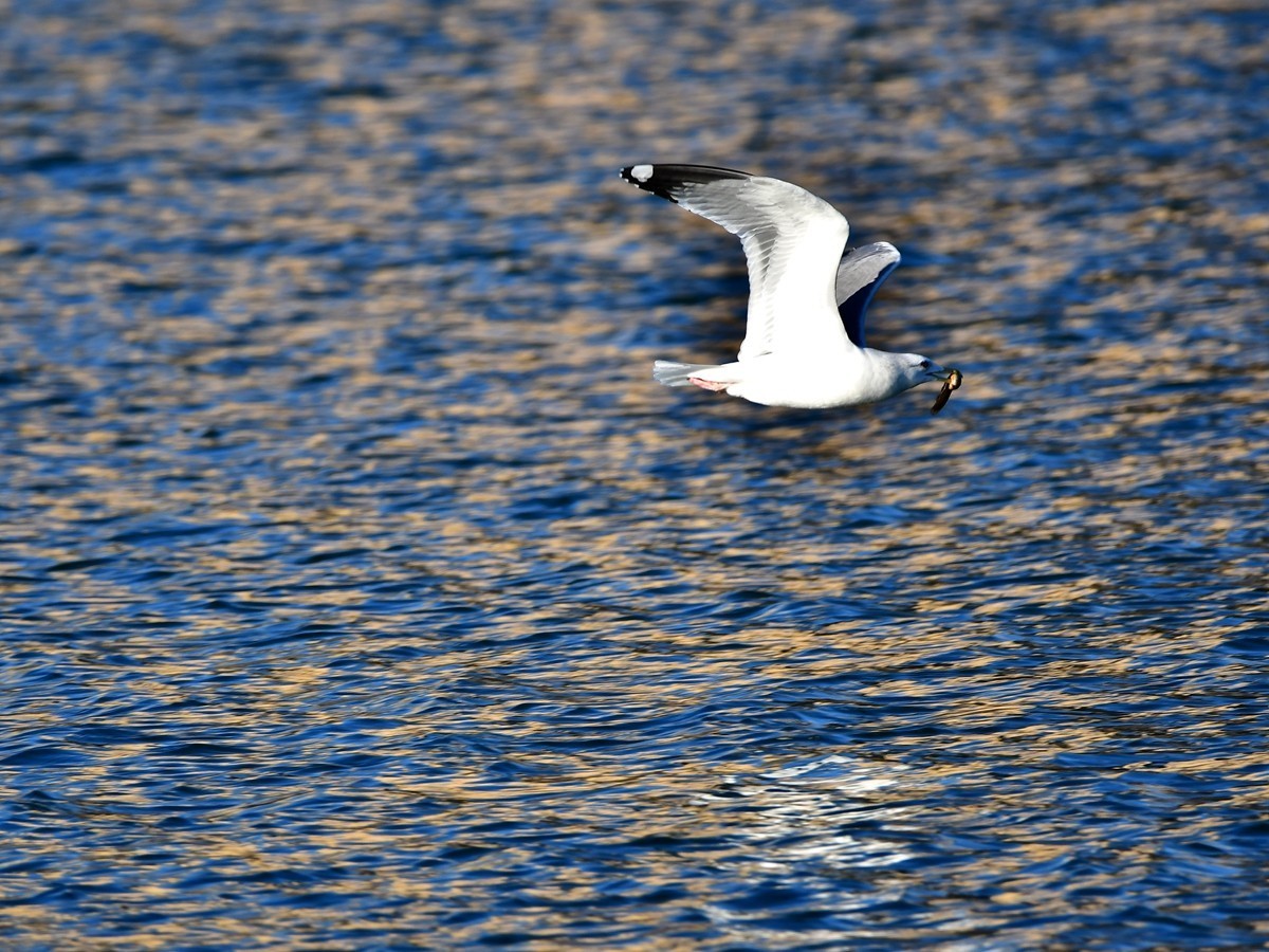 【视觉光影】银 鸥 飞 翔 （7）