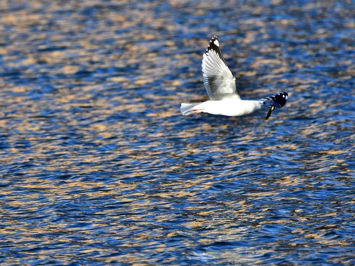 【视觉光影】银 鸥 飞 翔 （7）