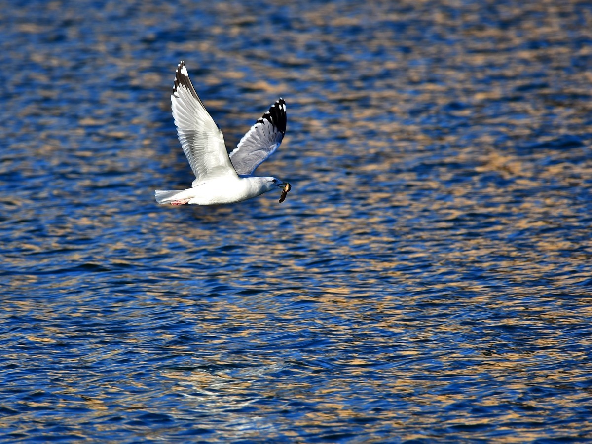 【视觉光影】银 鸥 飞 翔 （7）