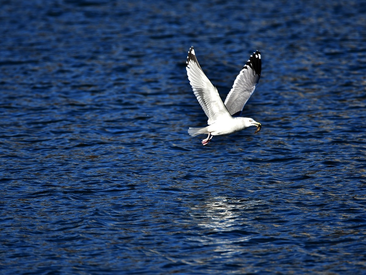 【视觉光影】银 鸥 飞 翔 （7）