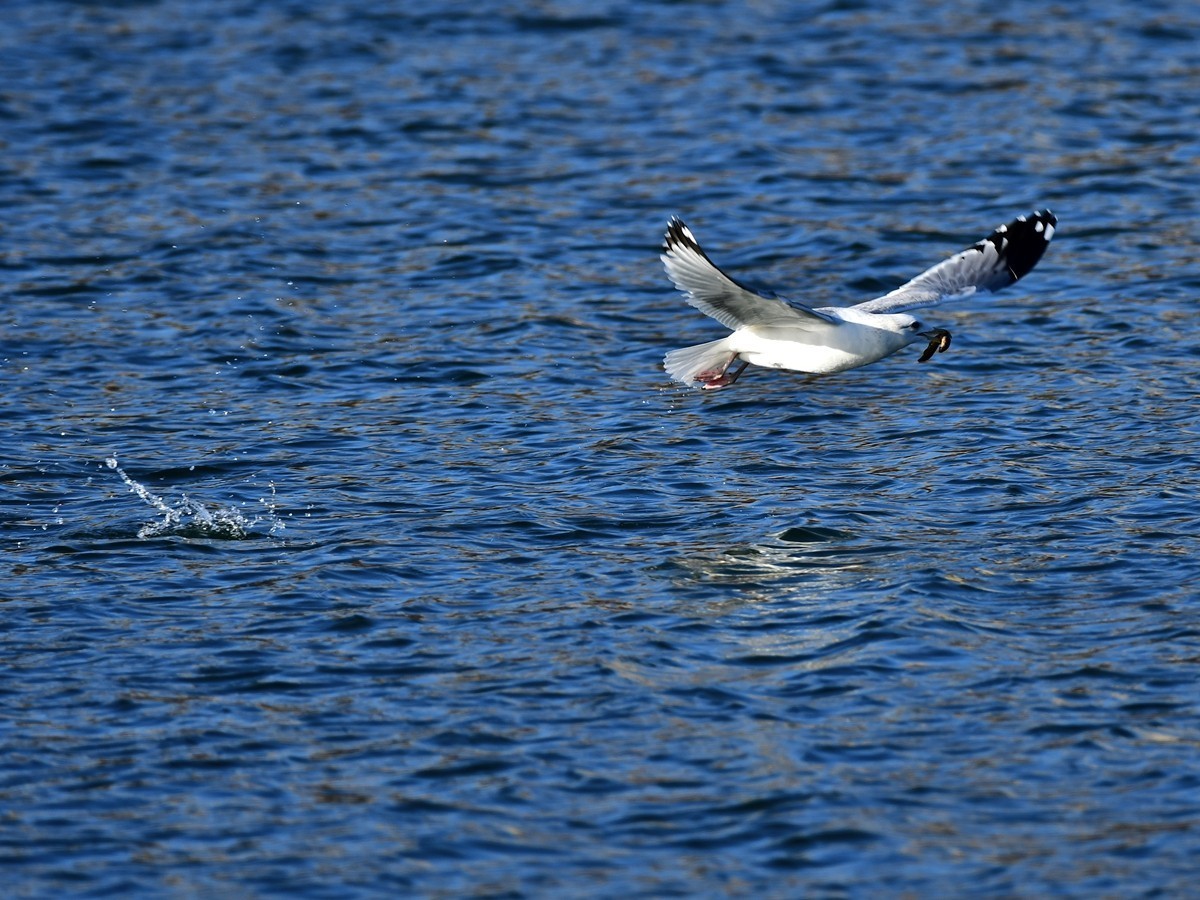 【视觉光影】银 鸥 飞 翔 （7）