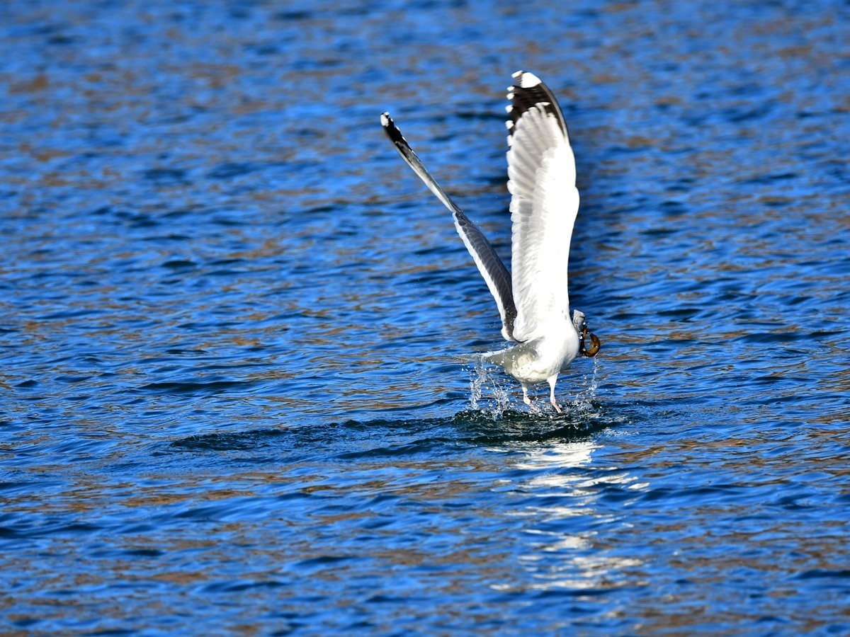【视觉光影】银 鸥 飞 翔 （7）