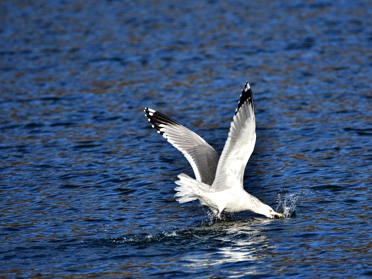 【视觉光影】银 鸥 飞 翔 （7）