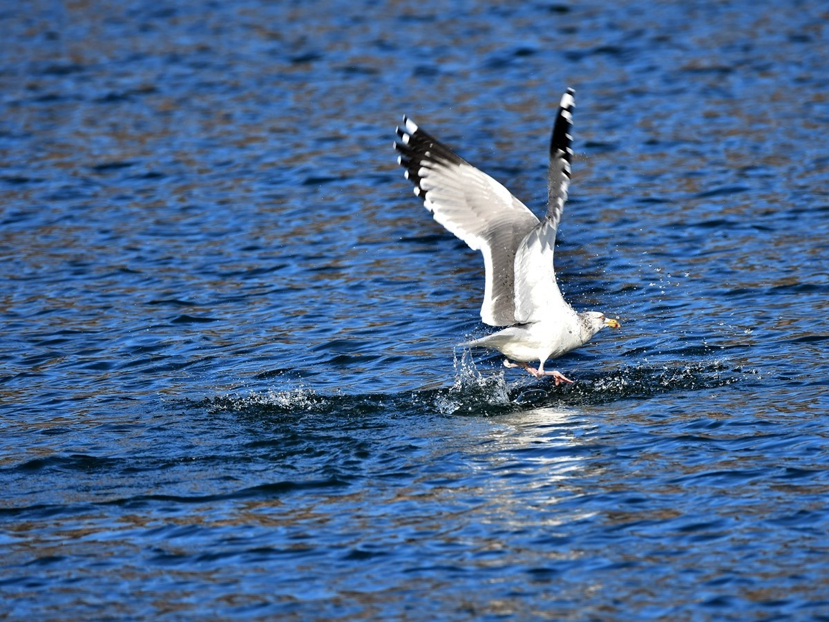 【视觉光影】银 鸥 飞 翔 （7）