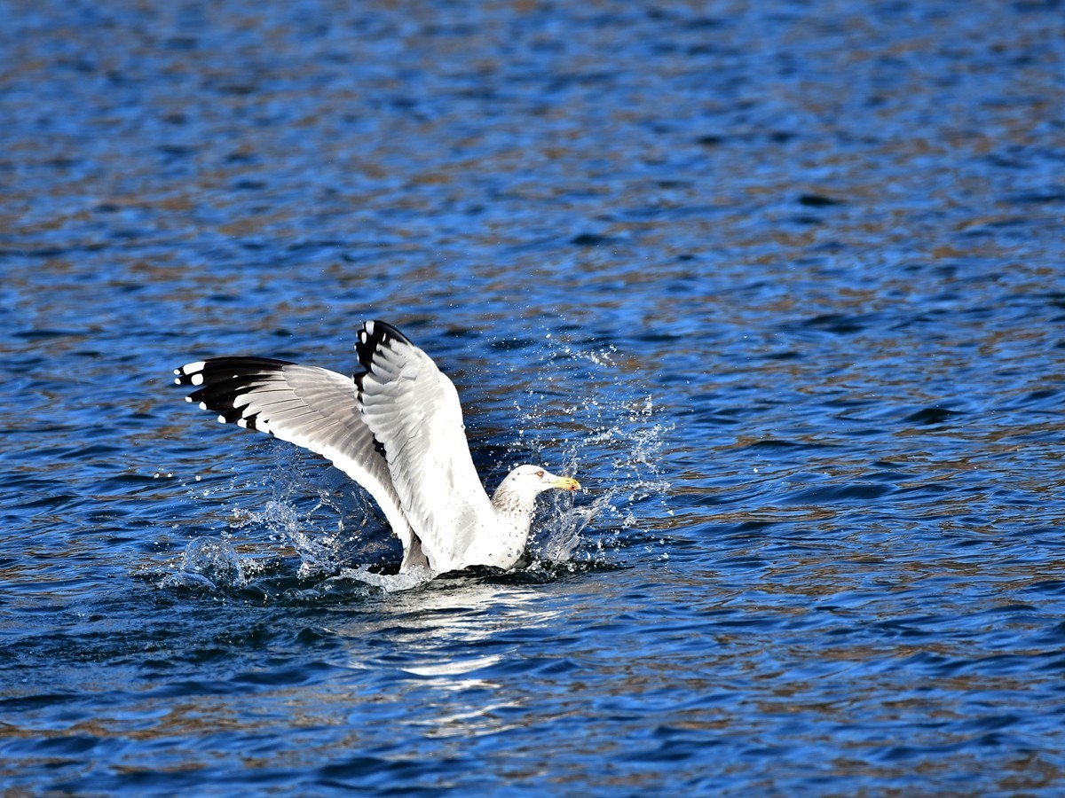 【视觉光影】银 鸥 飞 翔 （7）