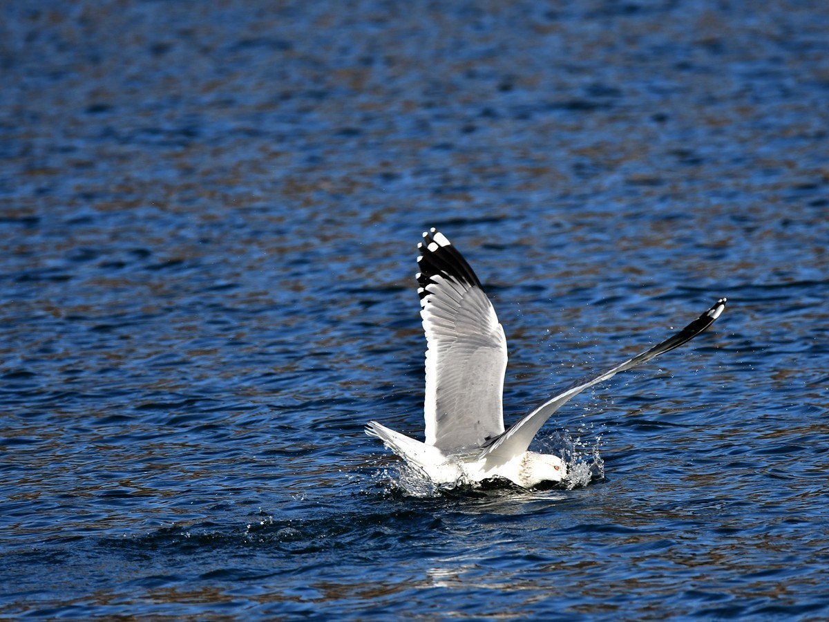 【视觉光影】银 鸥 飞 翔 （7）