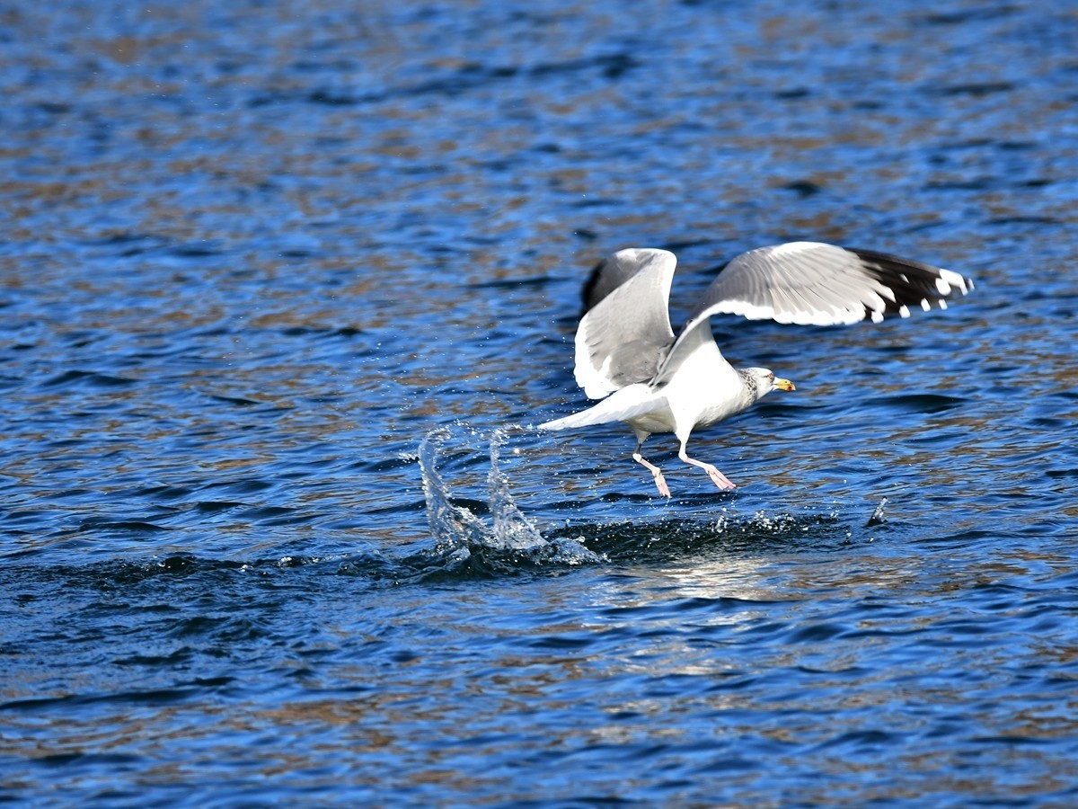 【视觉光影】银 鸥 飞 翔 （7）