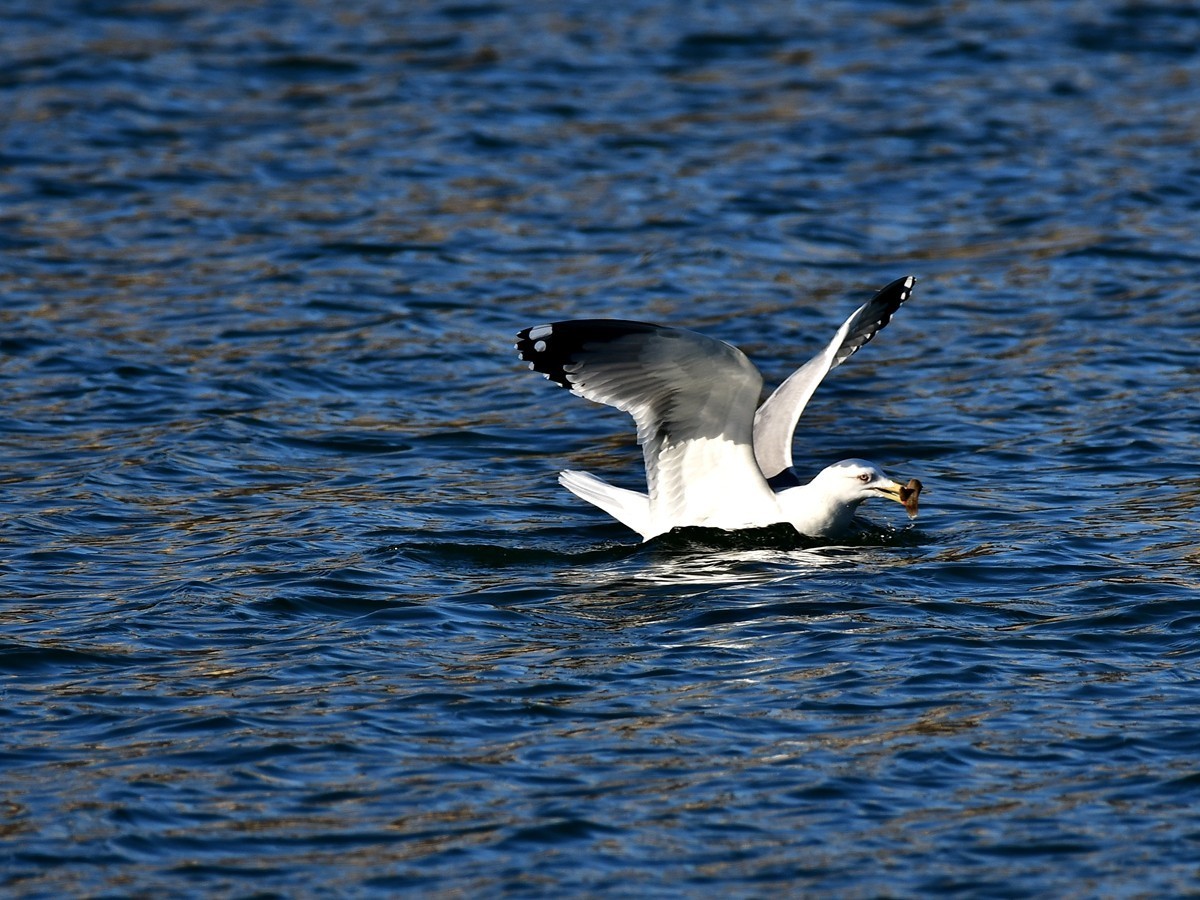 【视觉光影】银 鸥 飞 翔 （7）