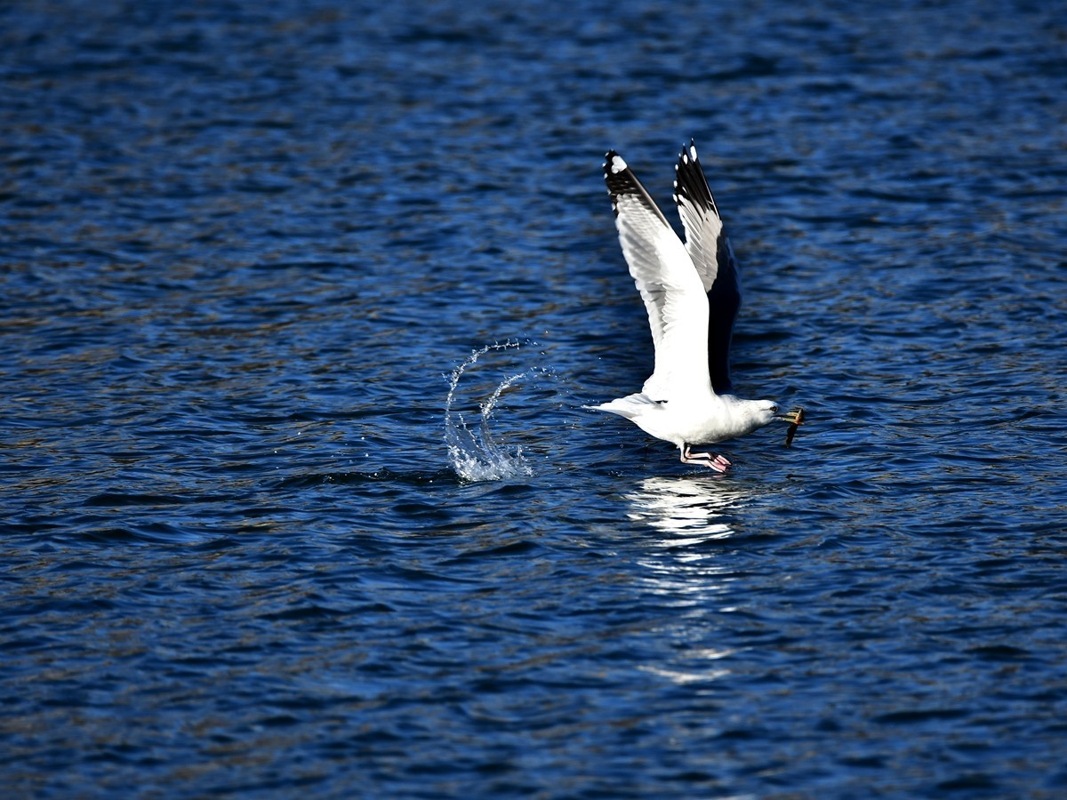 【视觉光影】银 鸥 飞 翔 （7）