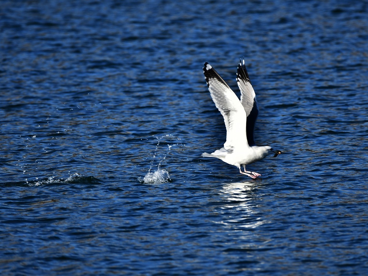 【视觉光影】银 鸥 飞 翔 （7）