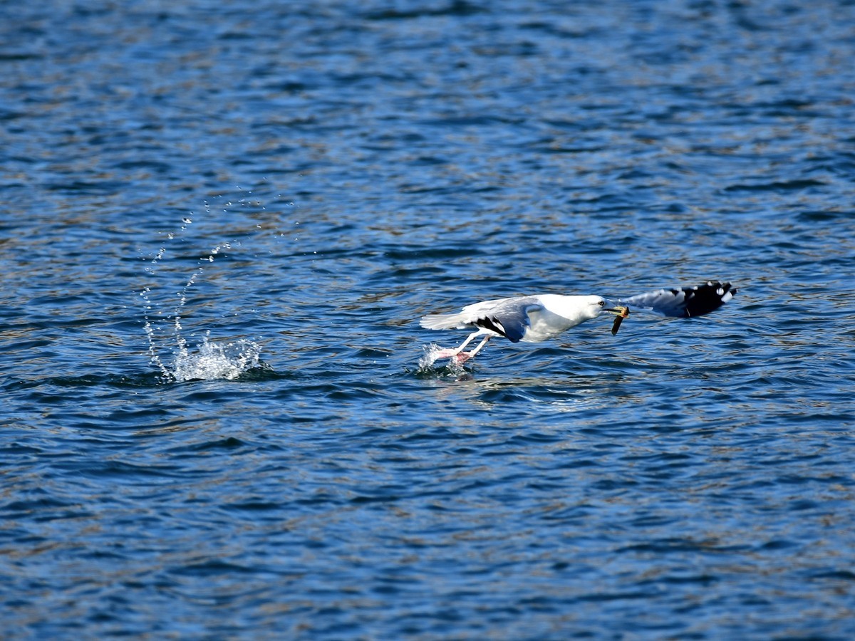 【视觉光影】银 鸥 飞 翔 （7）