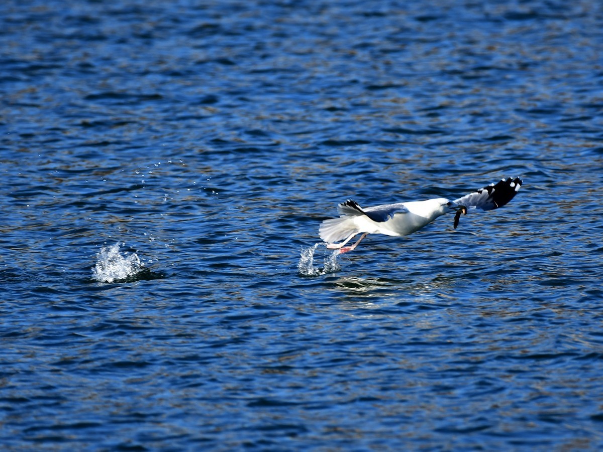 【视觉光影】银 鸥 飞 翔 （7）