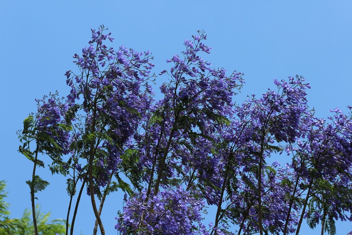 拍摄花卉一（605）