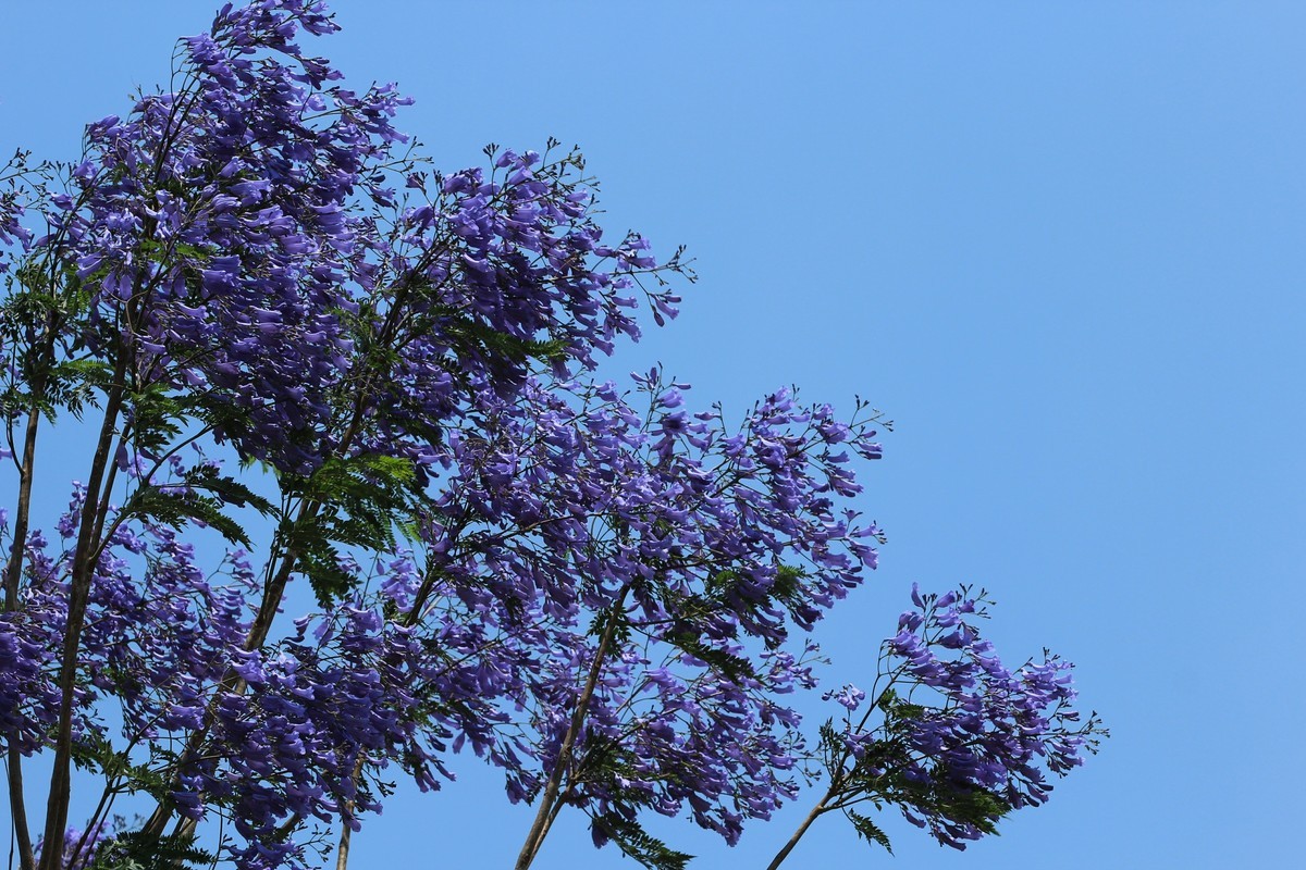 拍摄花卉一（605）