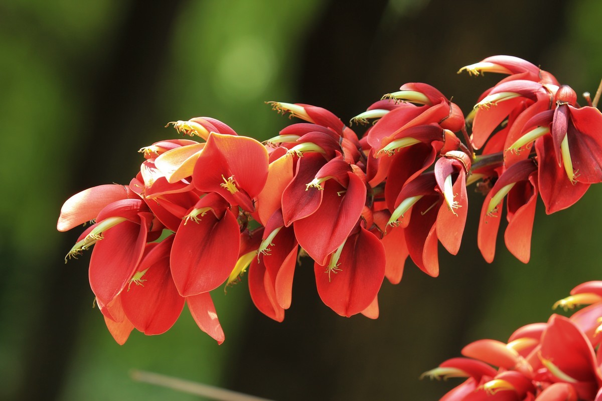 拍摄花卉一（605）