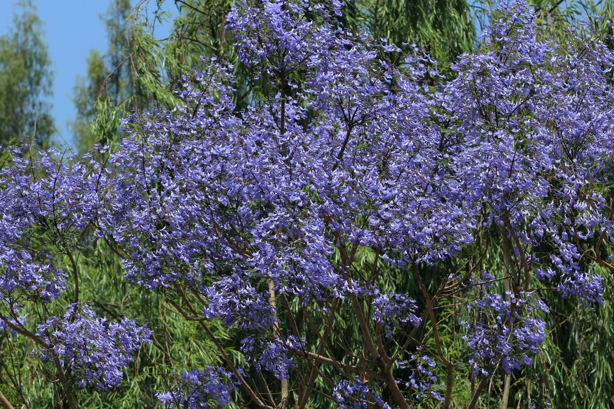 拍摄花卉一（605）