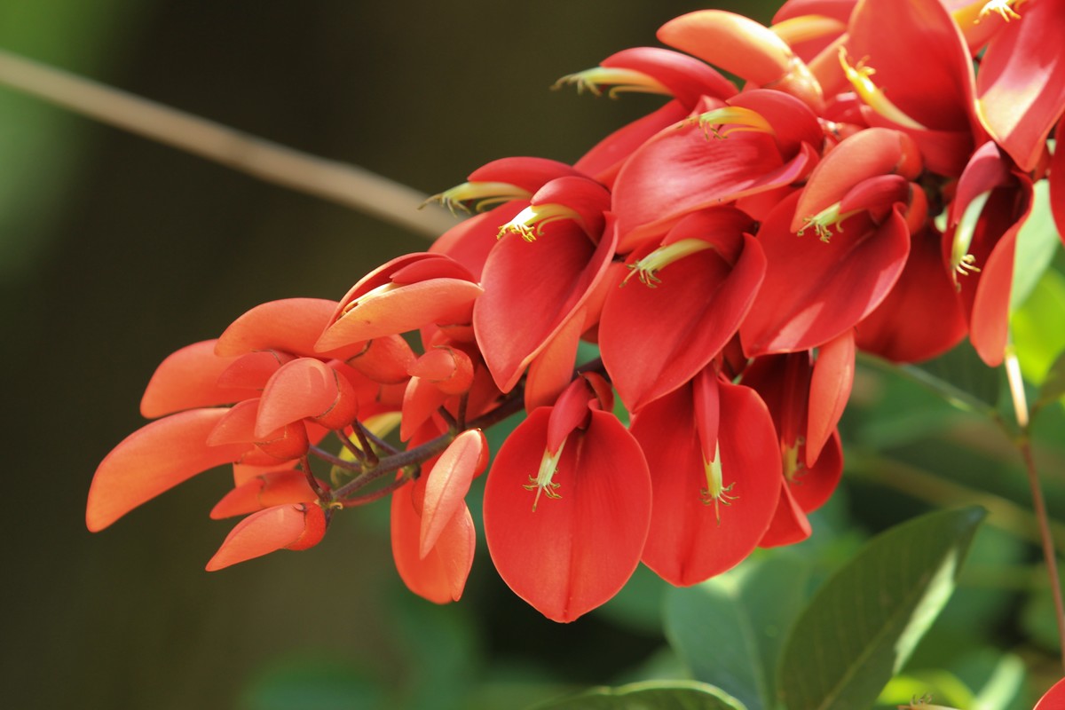 拍摄花卉一（605）