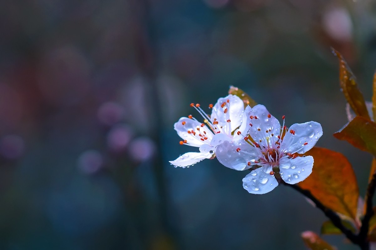 旧片_红叶李花7