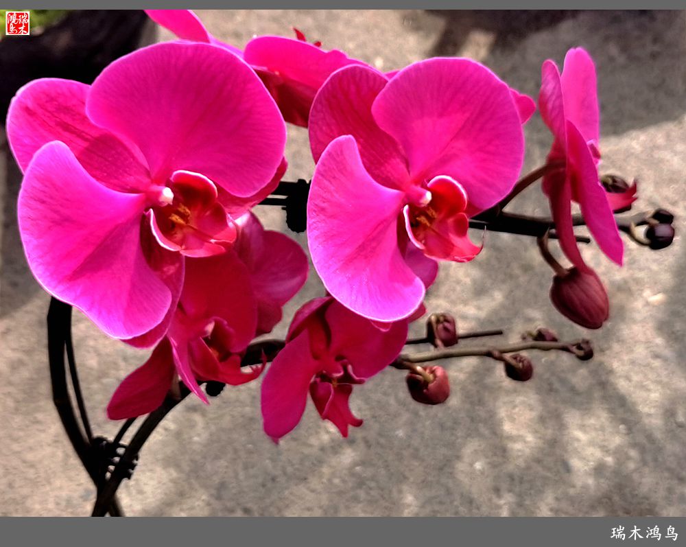 【沙河轶事】百花争艳各自香沙河大集之花卉市场