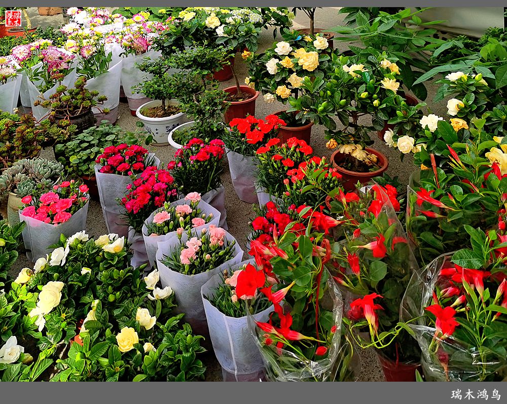 【沙河轶事】百花争艳各自香沙河大集之花卉市场