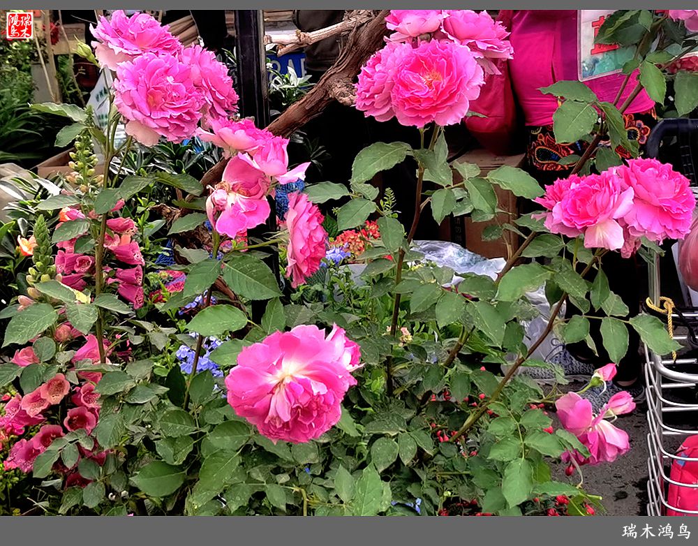 【沙河轶事】百花争艳各自香沙河大集之花卉市场