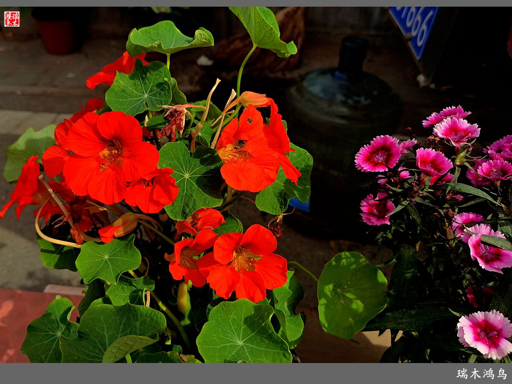 【沙河轶事】百花争艳各自香沙河大集之花卉市场