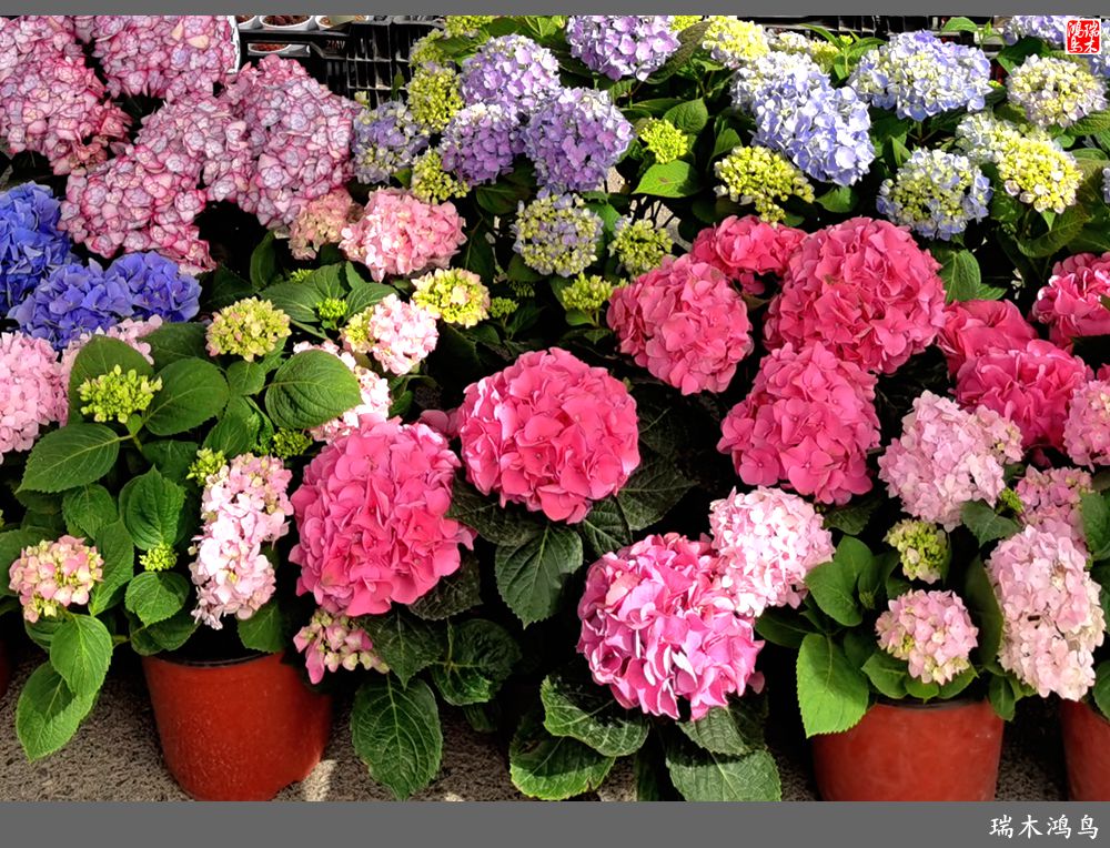 【沙河轶事】百花争艳各自香沙河大集之花卉市场