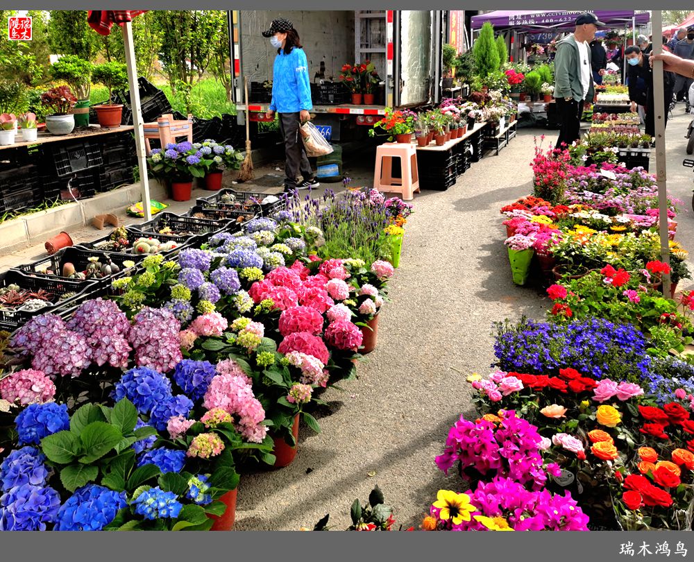 【沙河轶事】百花争艳各自香沙河大集之花卉市场