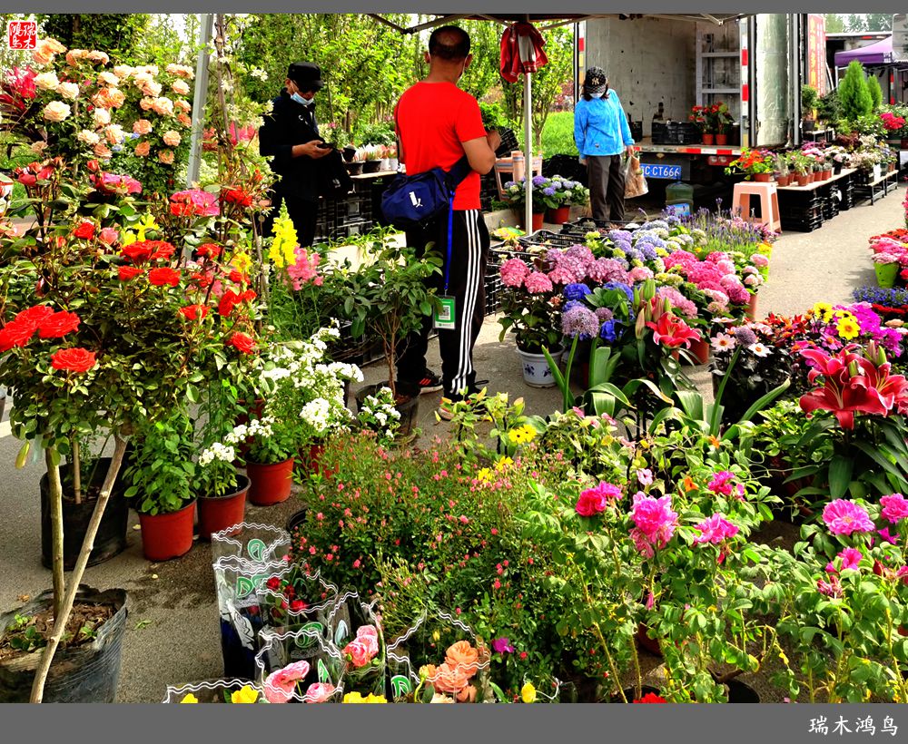 【沙河轶事】百花争艳各自香沙河大集之花卉市场