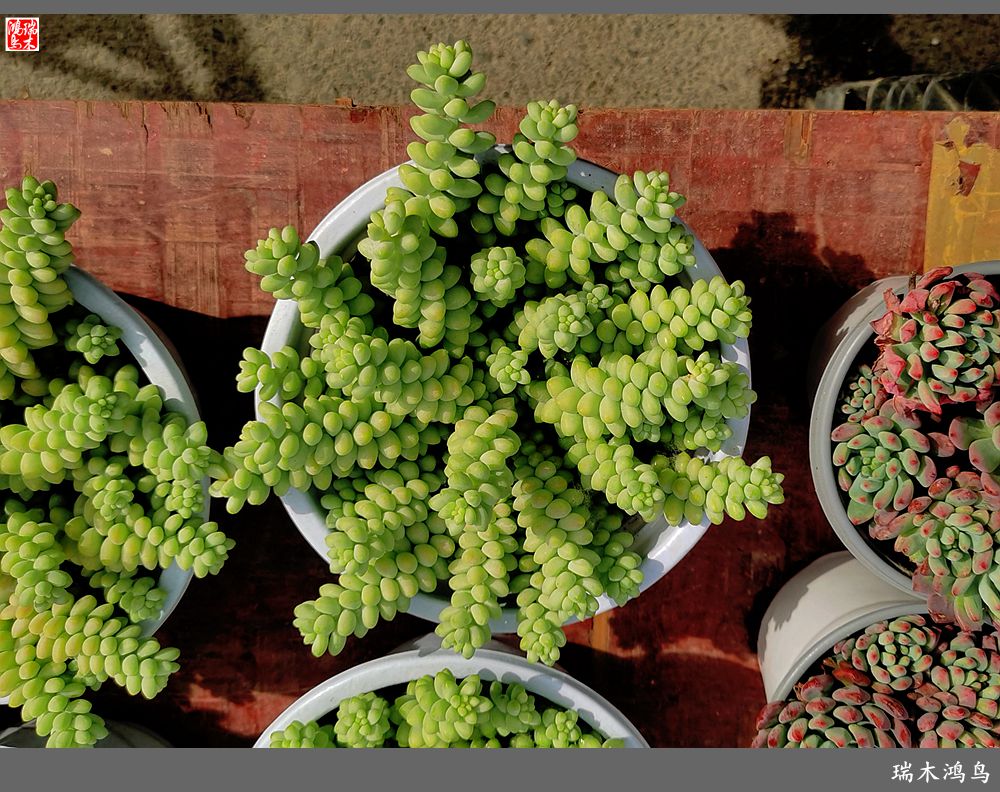 【沙河轶事】百花争艳各自香沙河大集之花卉市场