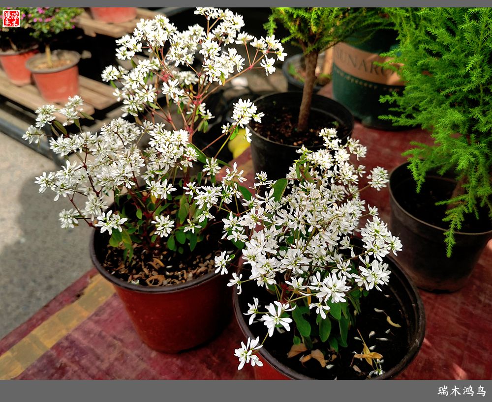 【沙河轶事】百花争艳各自香沙河大集之花卉市场