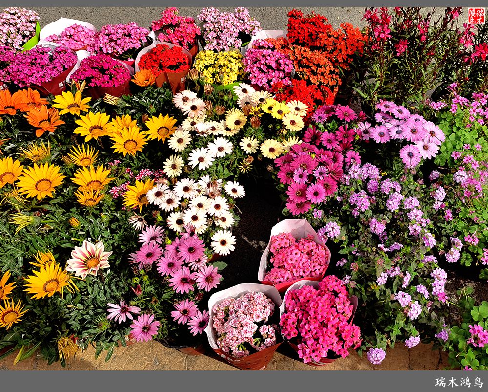 【沙河轶事】百花争艳各自香沙河大集之花卉市场