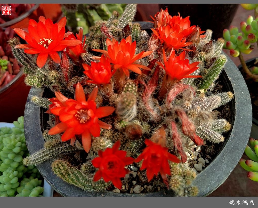 【沙河轶事】百花争艳各自香沙河大集之花卉市场