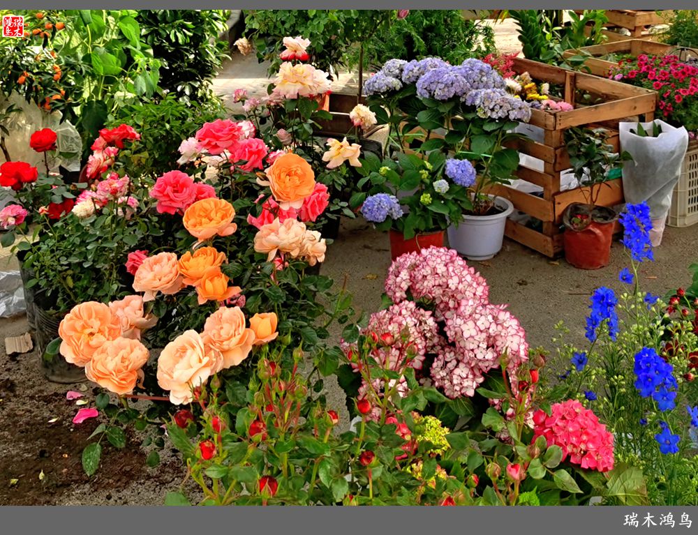 【沙河轶事】百花争艳各自香沙河大集之花卉市场