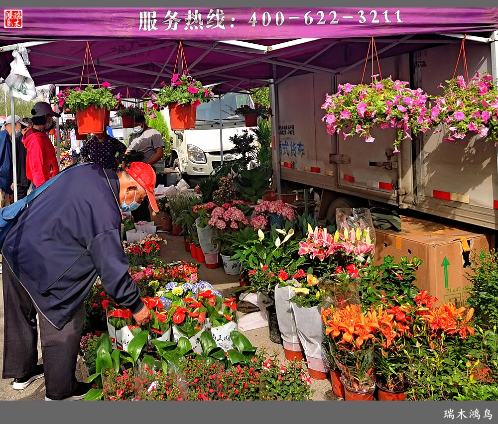 【沙河轶事】百花争艳各自香沙河大集之花卉市场