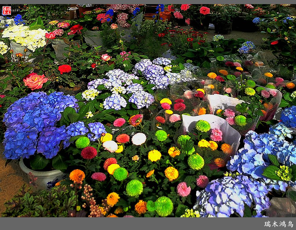 【沙河轶事】百花争艳各自香沙河大集之花卉市场