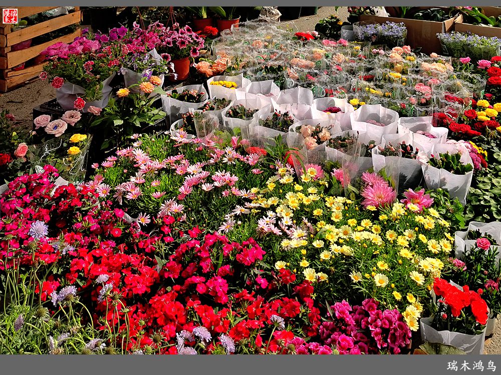 【沙河轶事】百花争艳各自香沙河大集之花卉市场