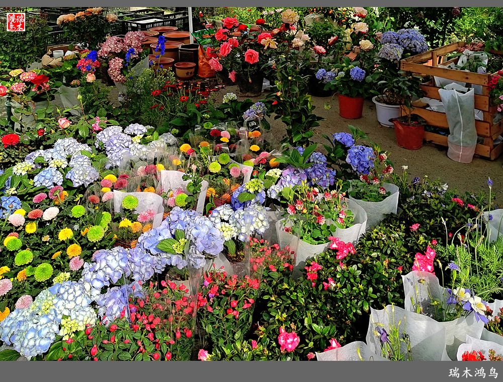 【沙河轶事】百花争艳各自香沙河大集之花卉市场