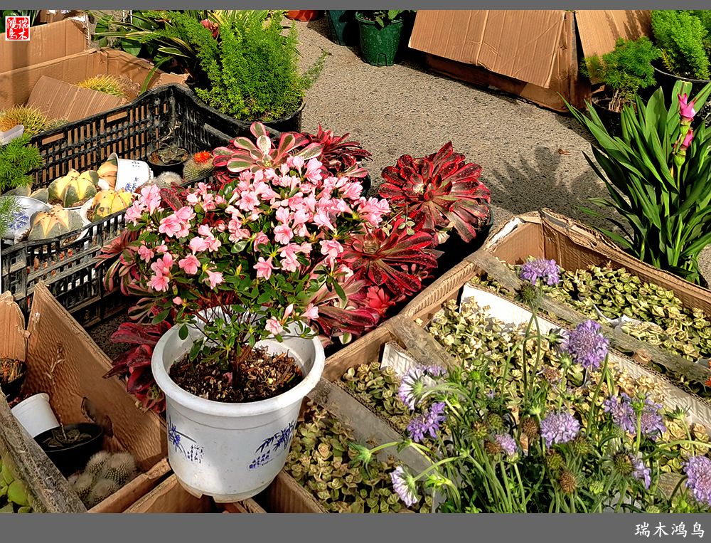 【沙河轶事】百花争艳各自香沙河大集之花卉市场