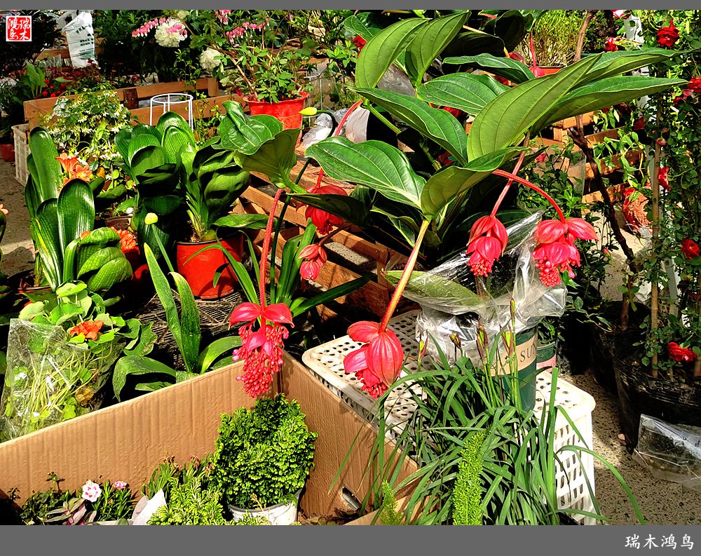 【沙河轶事】百花争艳各自香沙河大集之花卉市场