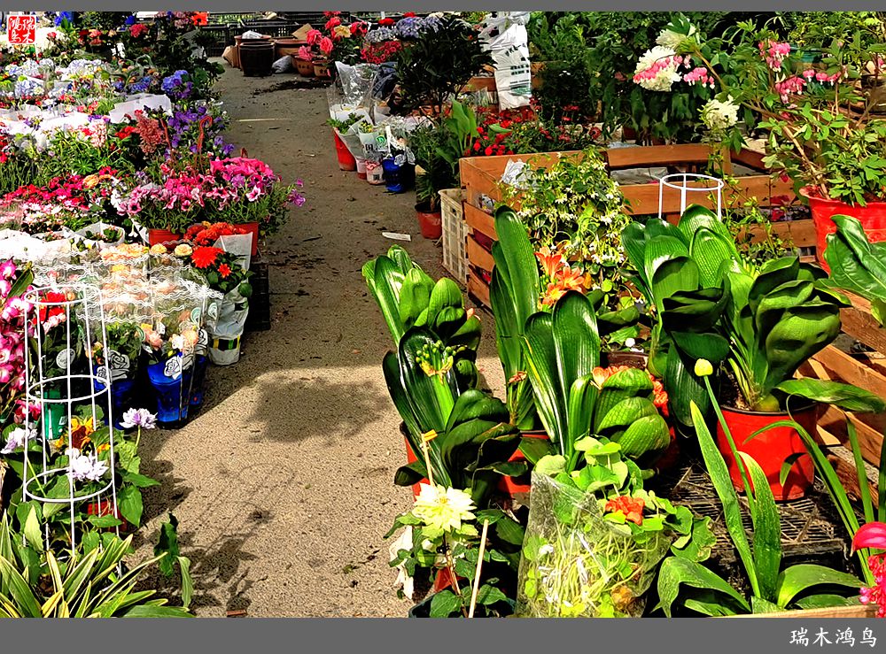 【沙河轶事】百花争艳各自香沙河大集之花卉市场