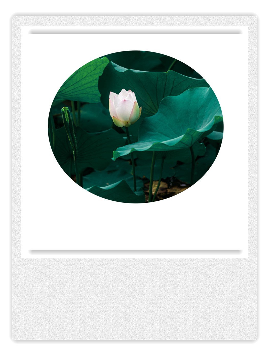 荷花季●赏荷季●写意小片