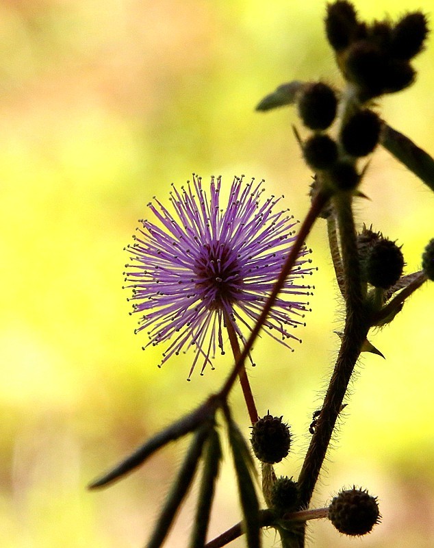 937【不老松：海南游摄纪实】临高长島兰湾的含羞草！