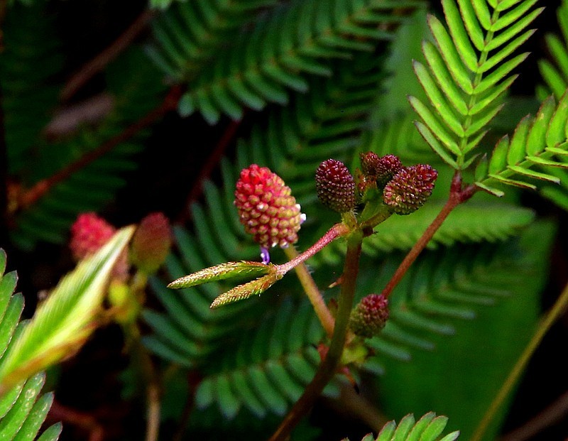 937【不老松：海南游摄纪实】临高长島兰湾的含羞草！