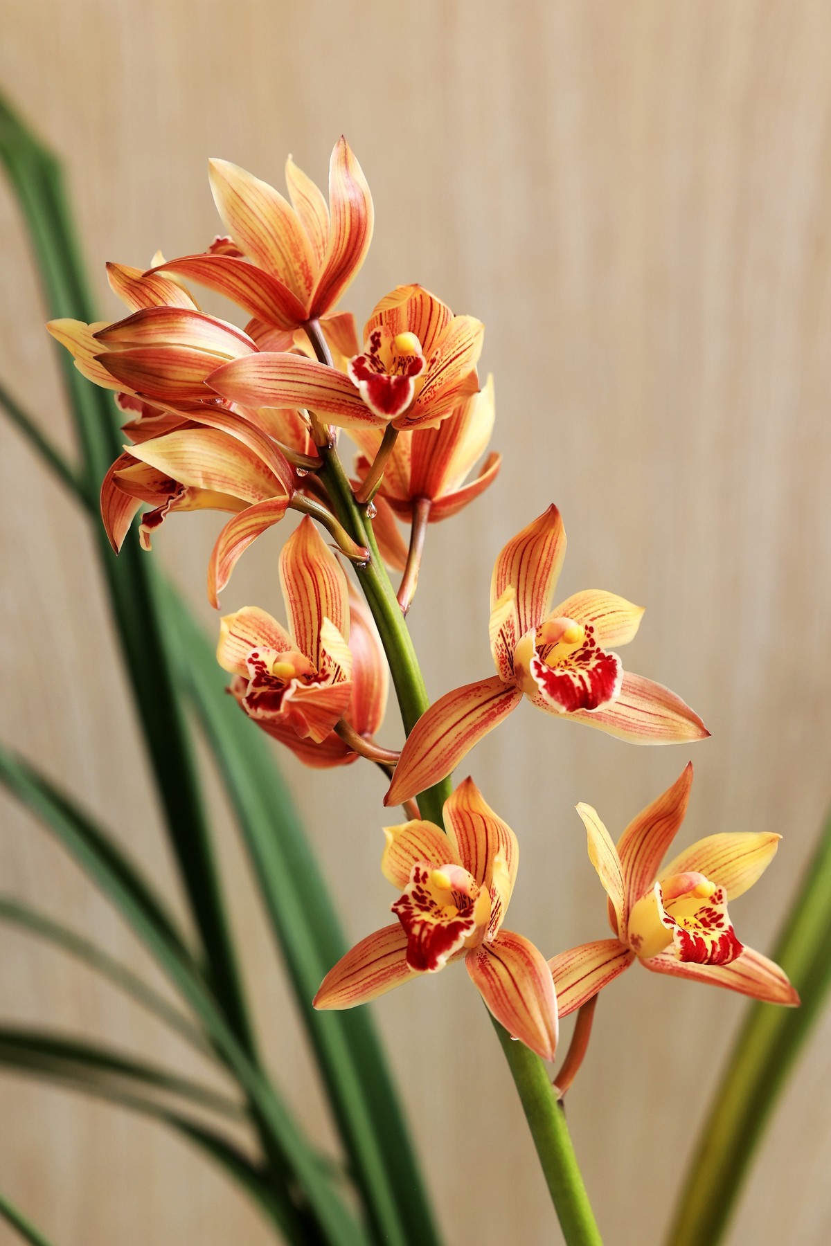 EOS R6+RF70-200f2.8拍兰花