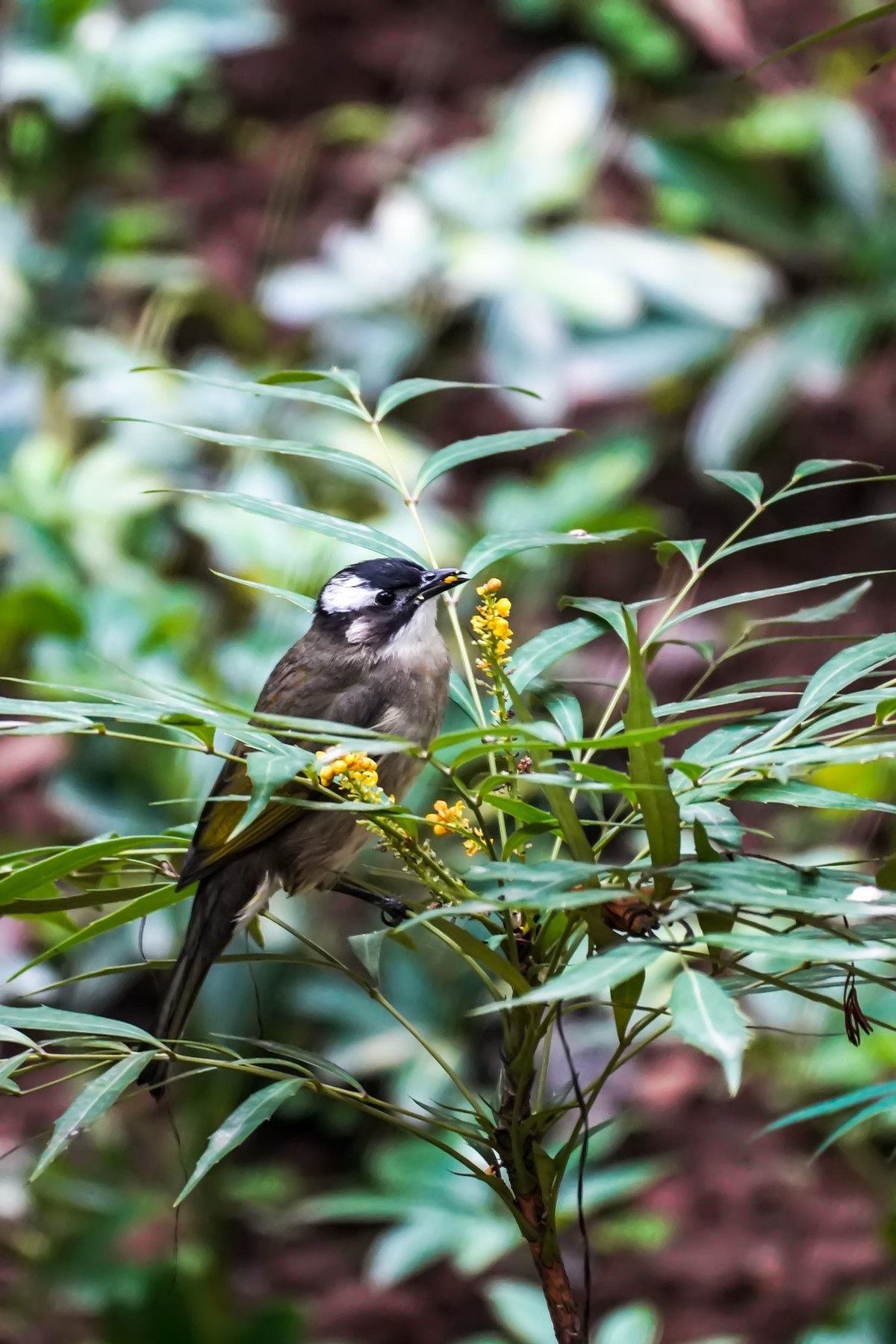 疫情封控阳台打鸟