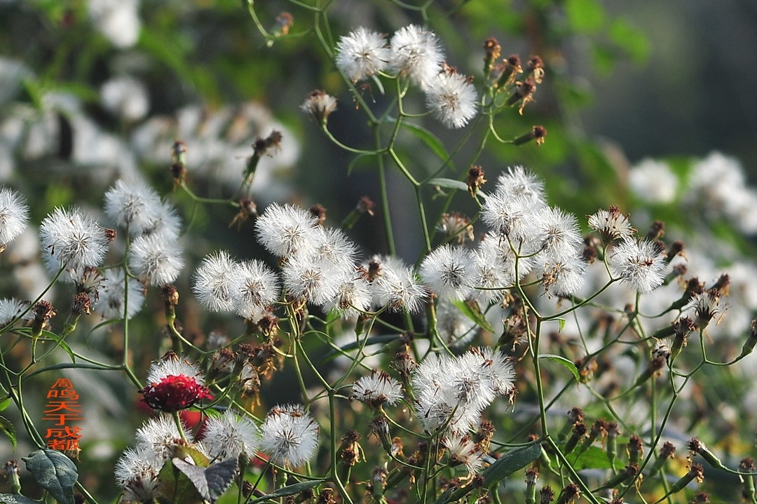 成都市 观音桥 沙河边         周鸣天